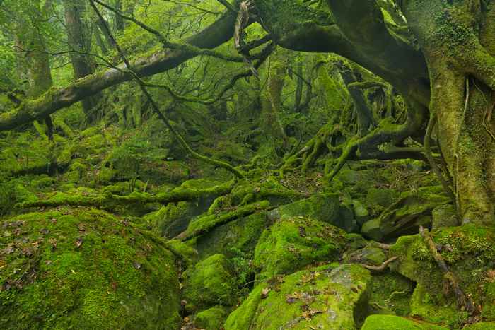 Yakushima, a ilha encantada do Japão 