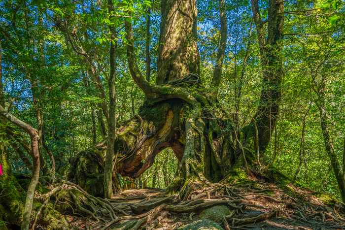 Yakushima, a ilha encantada do Japão 