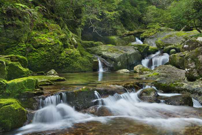 Yakushima, a ilha encantada do Japão 