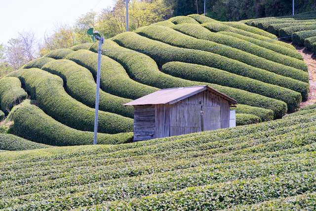 plantação de chá em Wazuka, Kyoto