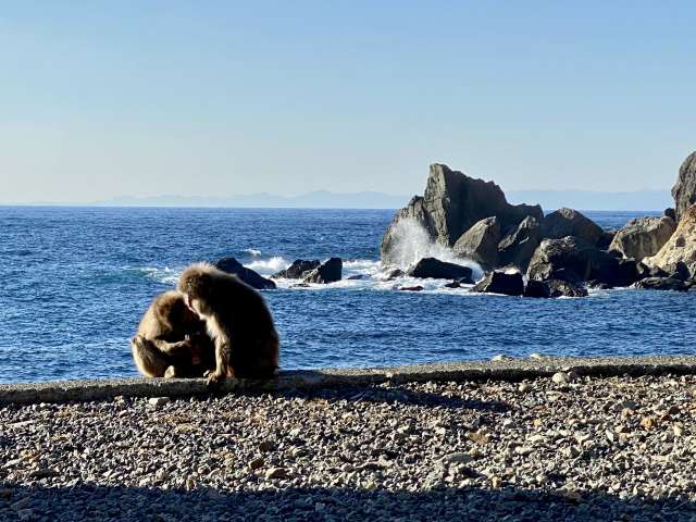 Hagachizaki Monkey Bay, Izu 