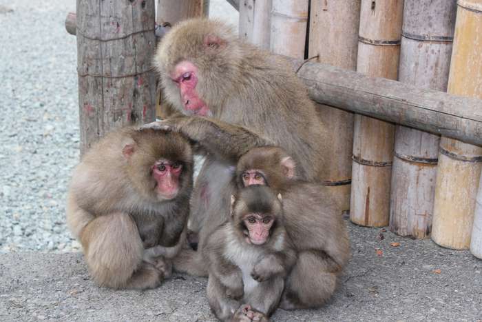 Hagachizaki Monkey Bay. o santuário dos macacos selvagens à beira-mar em Izu