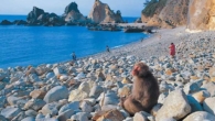 Hagachizaki Monkey Bay. o santuário dos macacos selvagens à beira-mar em Izu