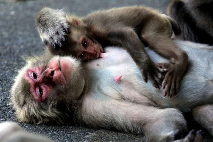 Hagachizaki Monkey Bay. o santuário dos macacos selvagens à beira-mar em Izu 