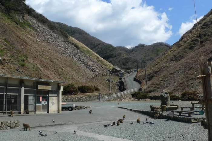 Hagachizaki Monkey Bay. o santuário dos macacos selvagens à beira-mar em Izu