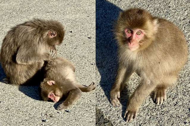 Hagachizaki Monkey Bay. o santuário dos macacos selvagens à beira-mar em Izu