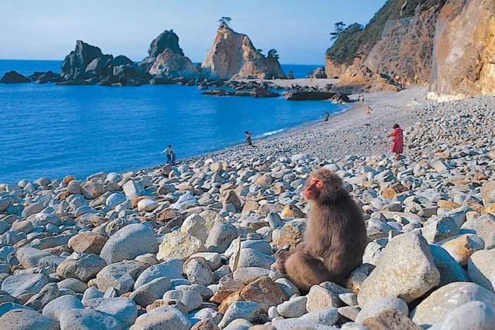 Hagachizaki Monkey Bay. o santuário dos macacos selvagens à beira-mar em Izu