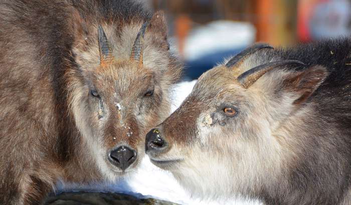 Kamoshika (serow japonês) o solitário e misterioso animal que vive nas montanhas do Japão (Depositpho