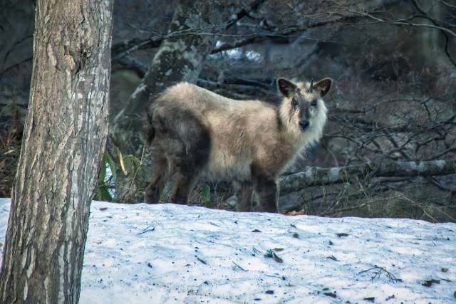 Kamoshika (serow japonês) o solitário e misterioso animal que vive nas montanhas do Japão 
