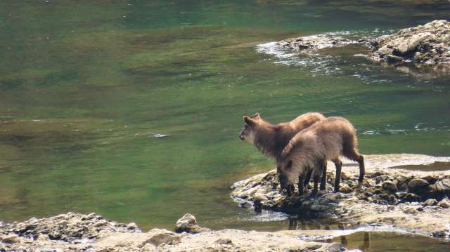 Kamoshika (serow japonês) o solitário e misterioso animal que vive nas montanhas do Japão