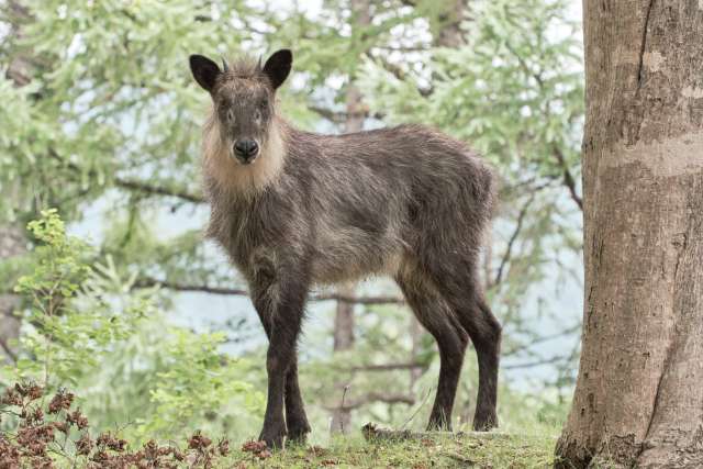 Kamoshika (serow japonês) o solitário e misterioso animal que vive nas montanhas do Japão