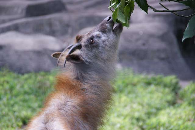 Kamoshika (serow japonês) o solitário e misterioso animal que vive nas montanhas do Japão
