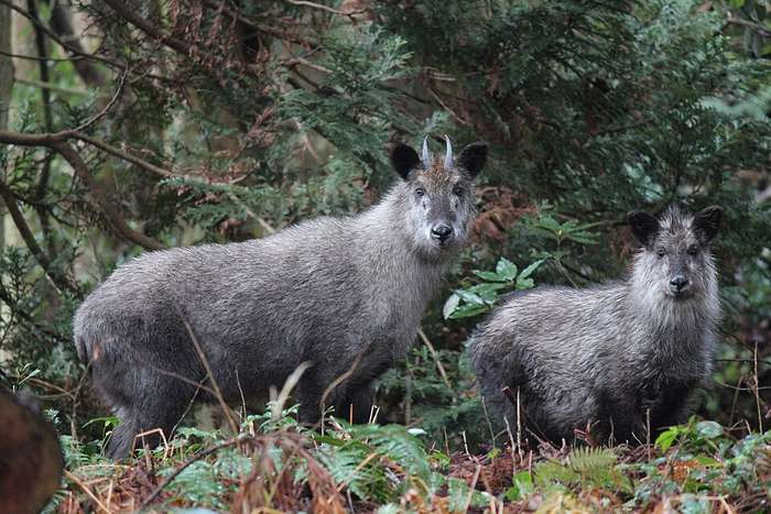 Kamoshika (serow japonês) o solitário e misterioso animal que vive nas montanhas do Japão