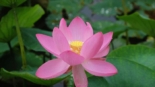 Lotus Oga no Japão