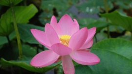 Lotus Oga no Japão