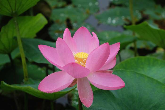 Lotus Oga no Japão