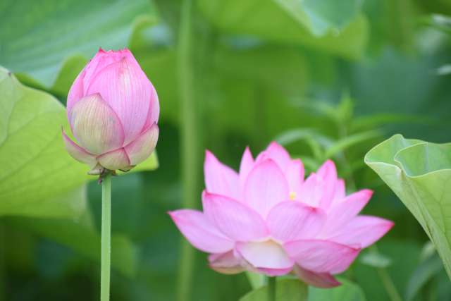 Lotus Oga no Japão 