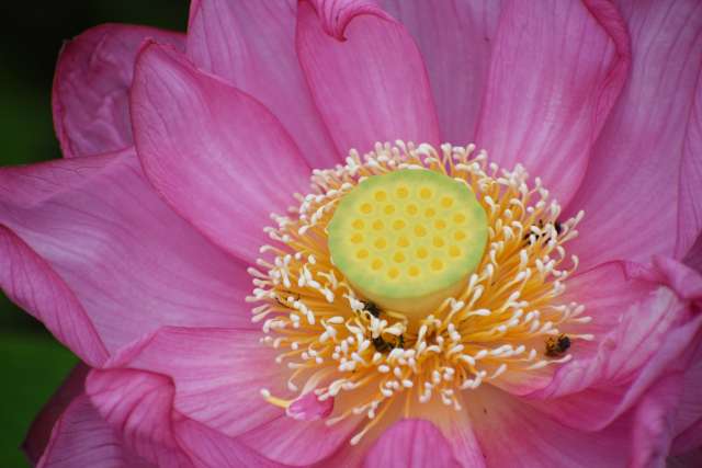 Lótus Oga: a fascinante história da flor japonesa que floresceu após 2.000 anos 