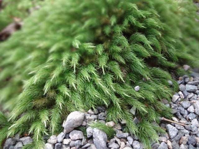 Musgo Hinoki no Hiyo Koke no Sato, localizado em Komatsu, Ishikawa 