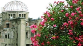 Por que o oleandro se tornou símbolo do renascimento de Hiroshima