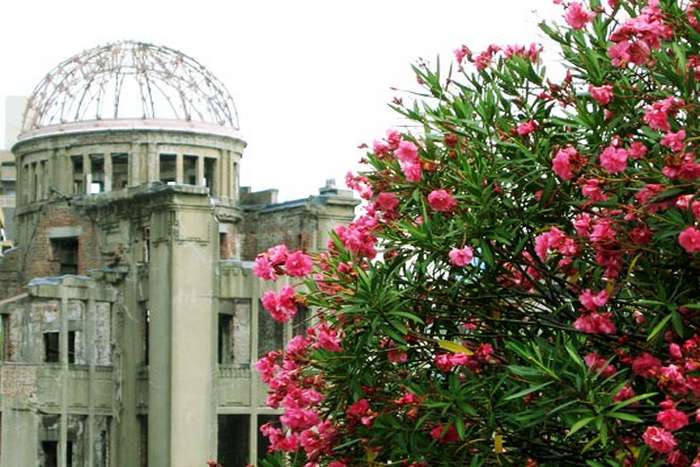 Por que o oleandro se tornou símbolo do renascimento de Hiroshima