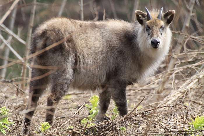 Kamoshika: o solitário e misterioso animal que vive nas montanhas do Japão
