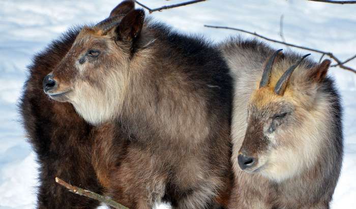 kamoshika. serow japonês