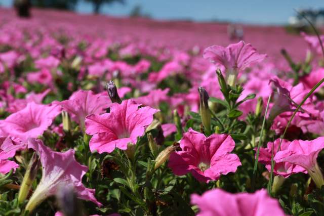 plantação de momoiro toiki na Mother Farm em Chiba
