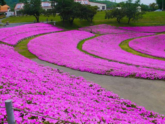 plantação de momoiro toiki na Mother Farm em Chiba