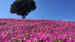 plantação de petúnias rosas (momoiro toiki) na Mother Farm em Chiba