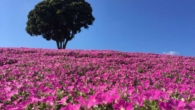 plantação de petúnias rosas (momoiro toiki) na Mother Farm em Chiba