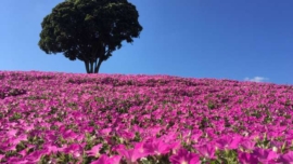 plantação de petúnias rosas (momoiro toiki) na Mother Farm em Chiba