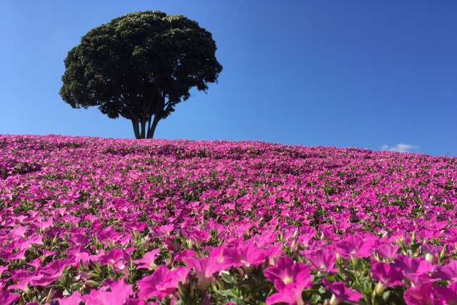 plantação de petúnias rosas (momoiro toiki) na Mother Farm em Chiba 