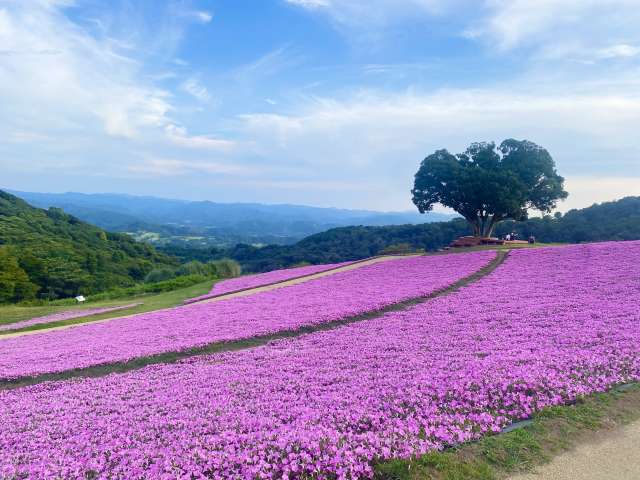 tapete de petúnias rosas (momoiro toiki) na Mother Farm em Chiba