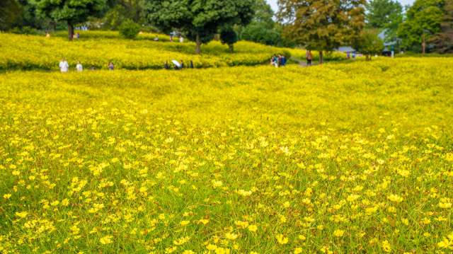 Cosmos amarelas em Showa Kinen Park, em Tóquio