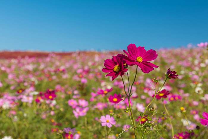 Flor de Cosmos anuncia o Outono no Japão