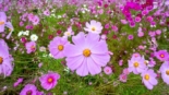 Flor de Cosmos anuncia o Outono no Japão