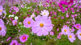 Flor de Cosmos anuncia o Outono no Japão