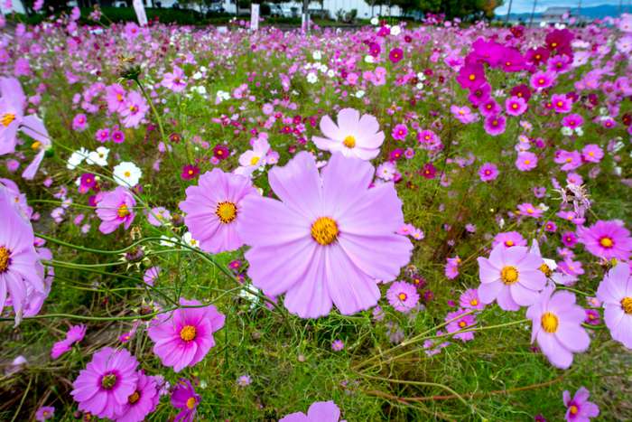 Flor de Cosmos anuncia o Outono no Japão 