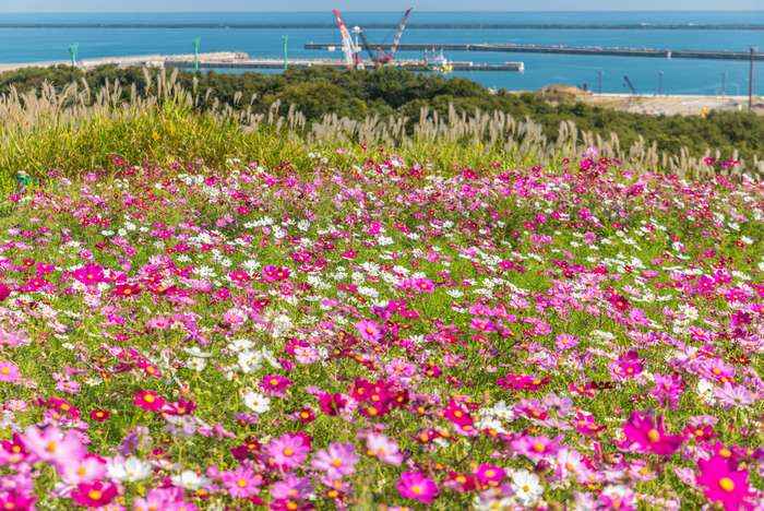 Hitachi Seaside Park, Ibaraki
