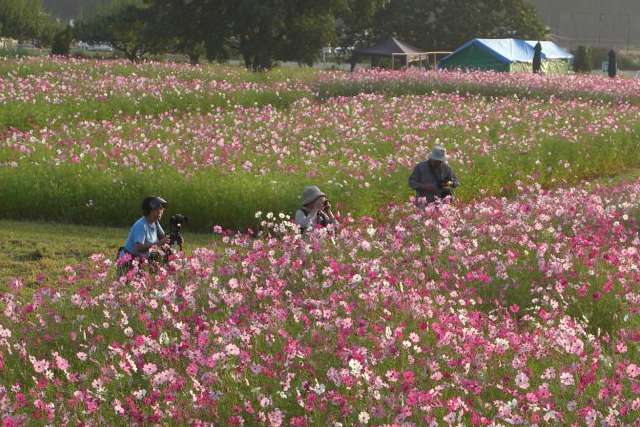 Kinchakuda Manjushage Park, Saitama