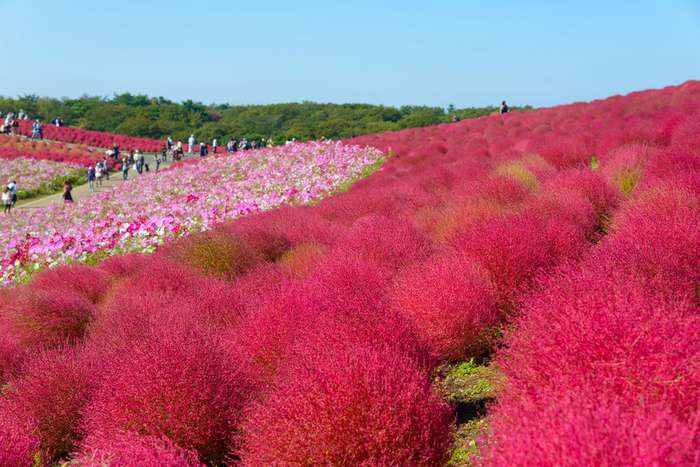 Kochias no Hitachi Seaside Park no outono 