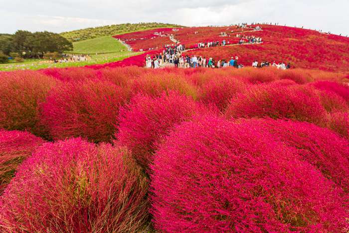 Kochias no Hitachi Seaside Park no outono 