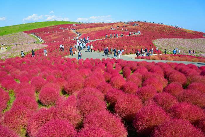 Kochias no Hitachi Seaside Park no outono 