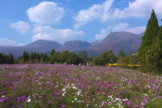 Kuju Flower Park, Oita