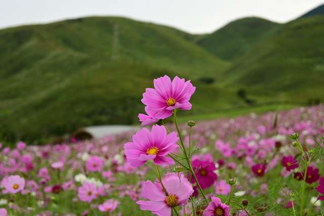 Moe no Sato, Kumamoto (photo-ac)